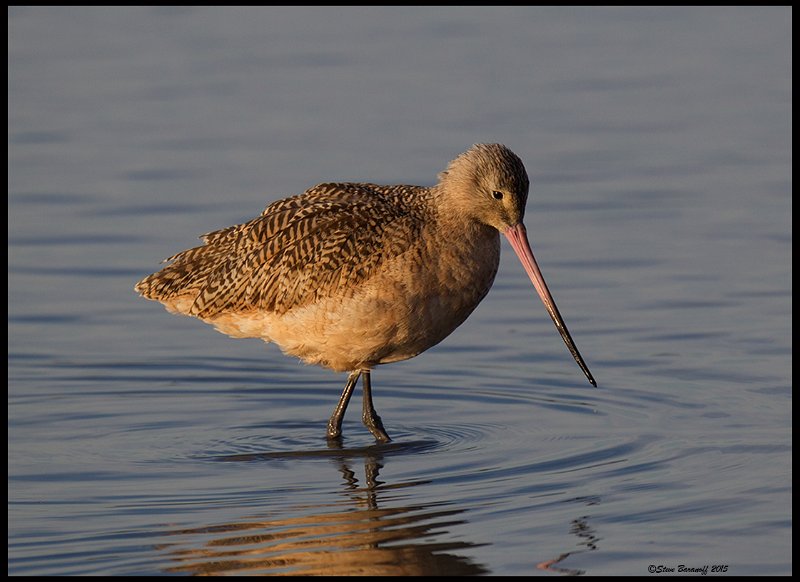 _5SB7141 marbled godwit.jpg